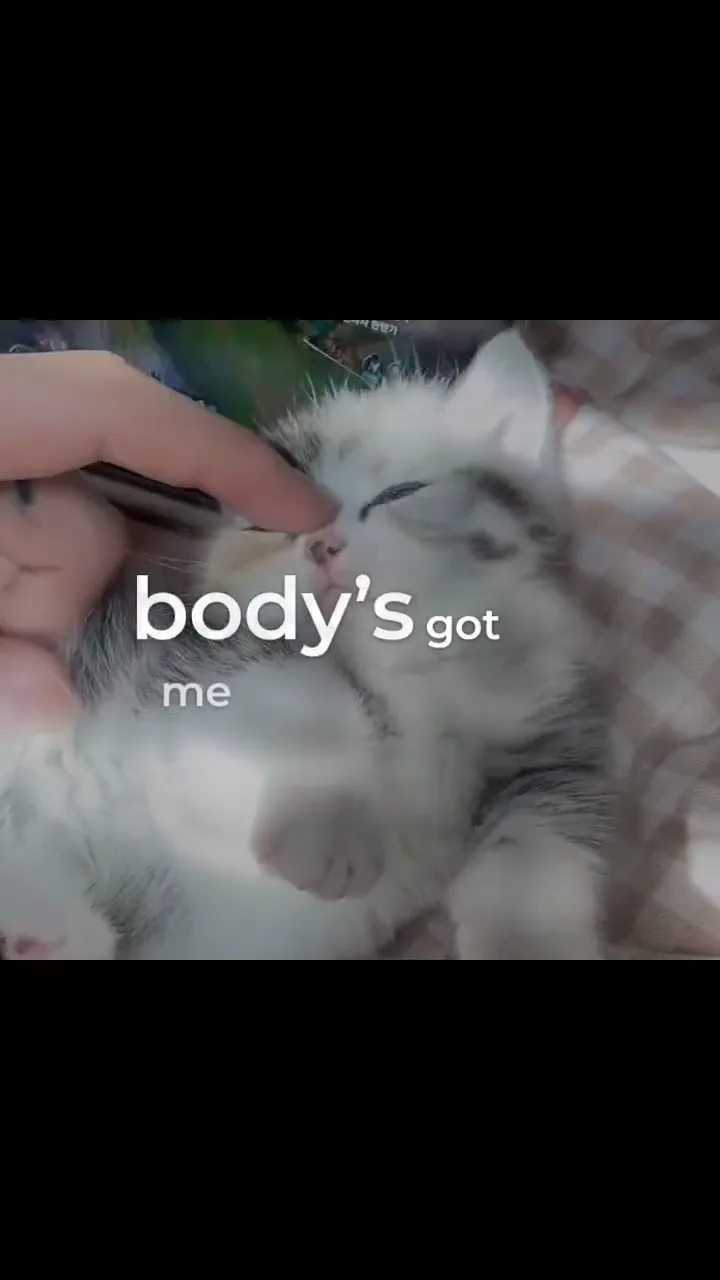 Lyric video example: Playful cat montage